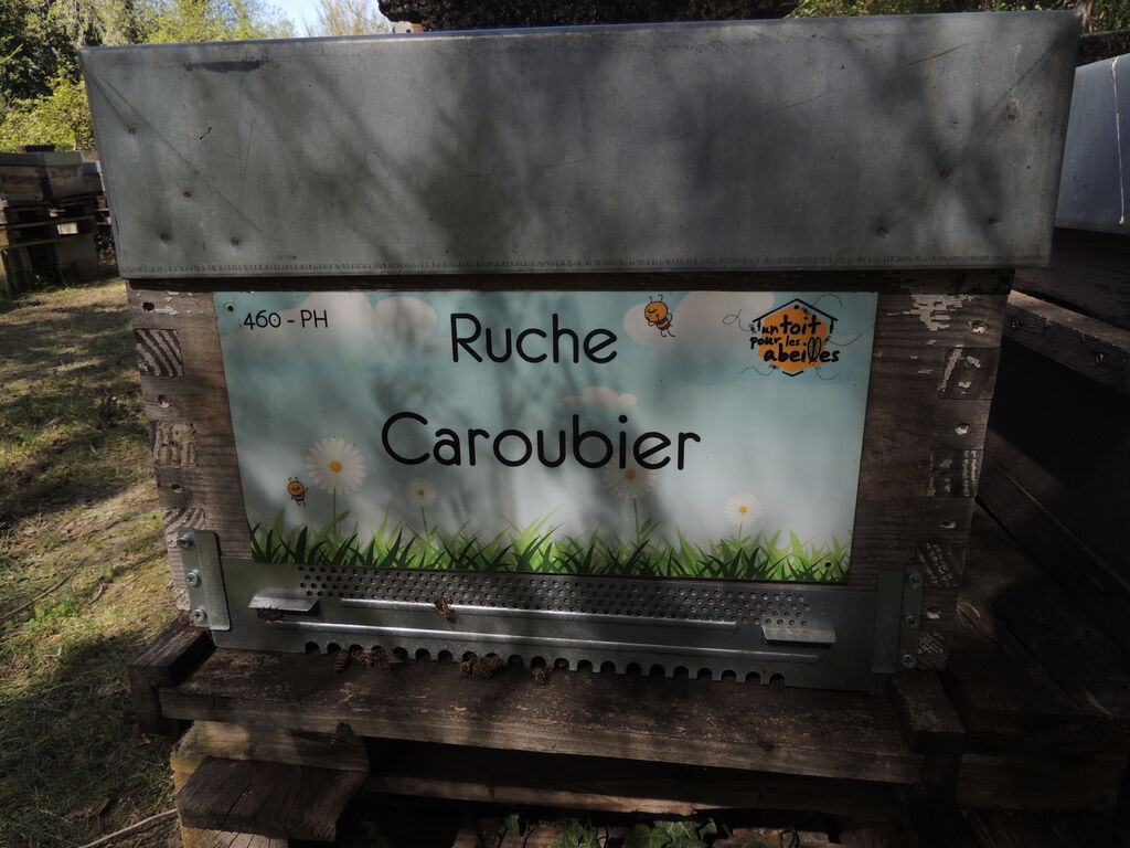 La ruche Caroubier