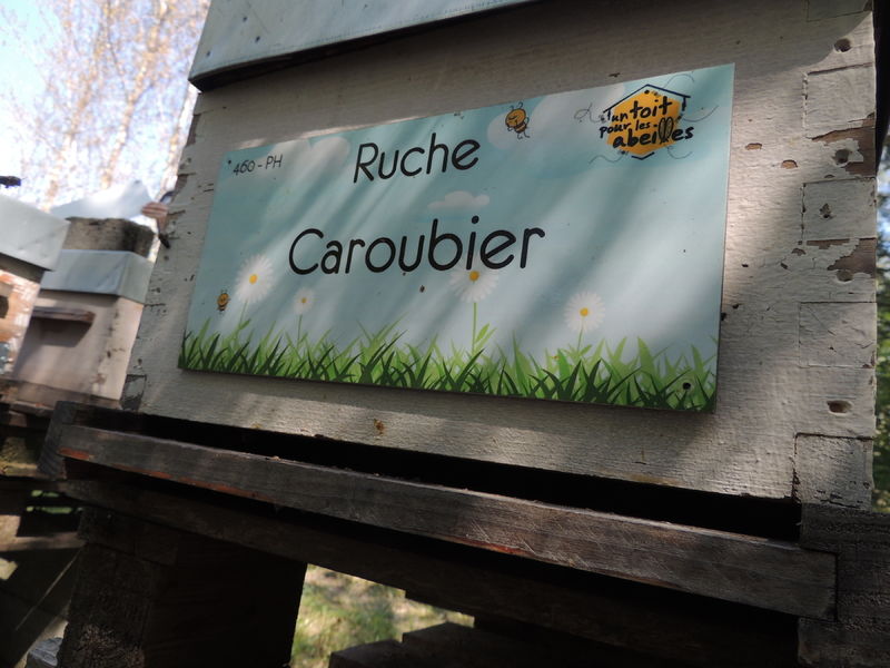 La ruche Caroubier