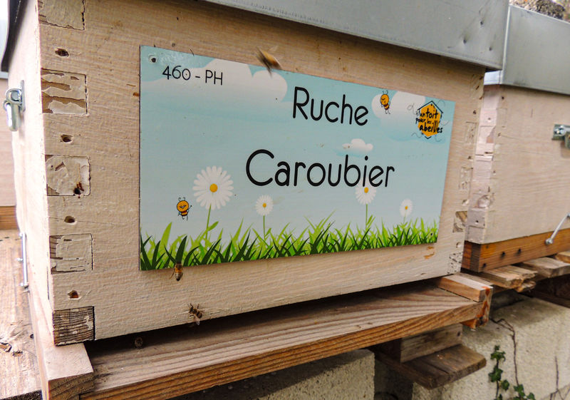 La ruche Caroubier