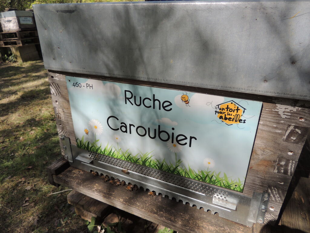 La ruche Caroubier