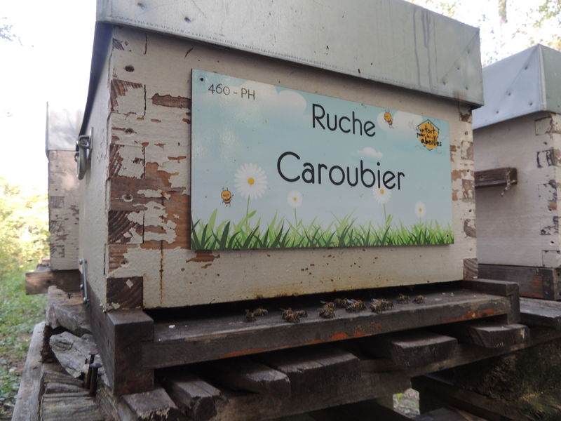 La ruche Caroubier