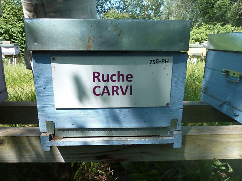 La ruche