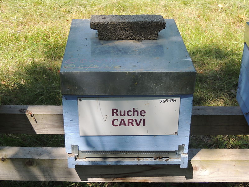 La ruche Carvi