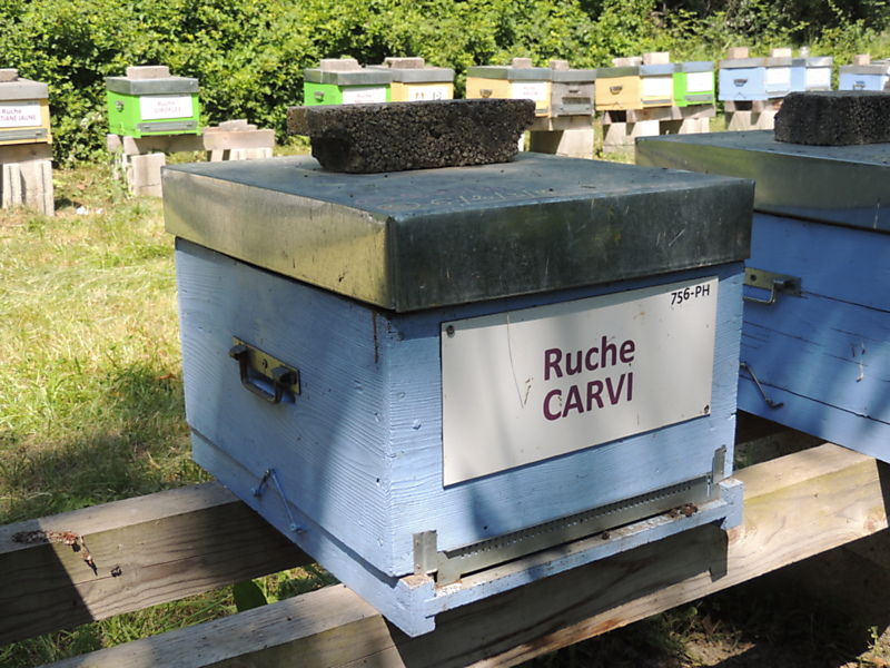 La ruche Carvi