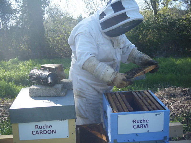 La ruche Carvi