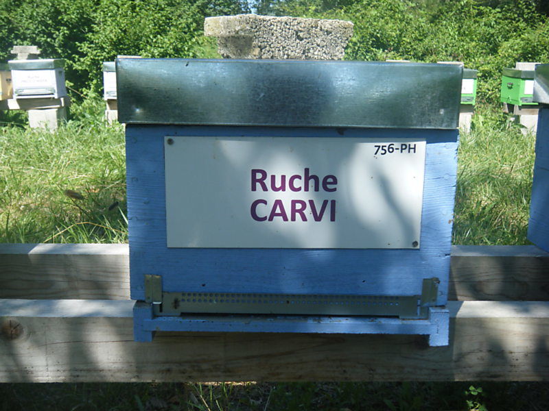 La ruche Carvi