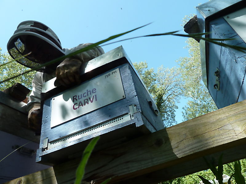 La ruche Carvi