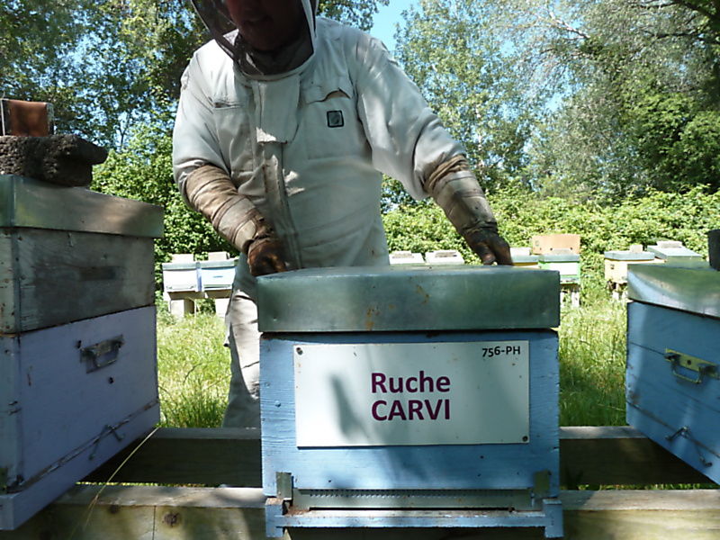La ruche Carvi