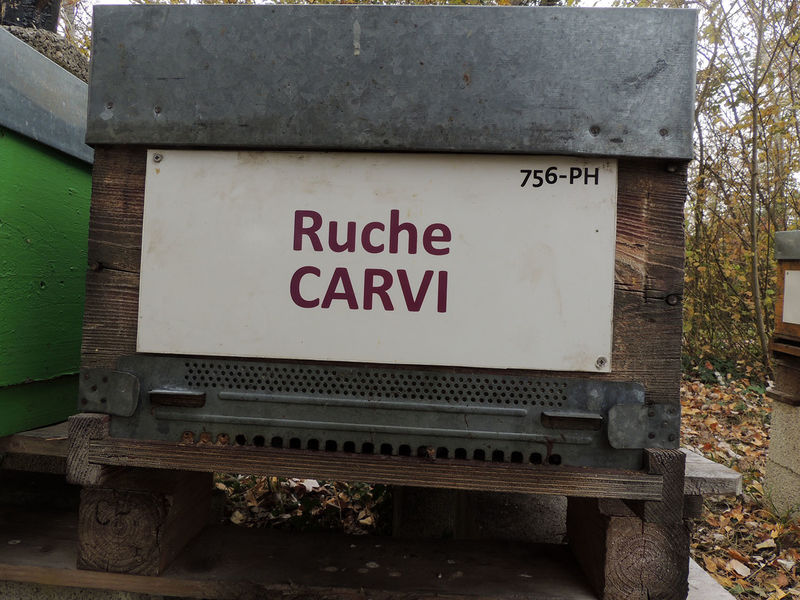 La ruche Carvi