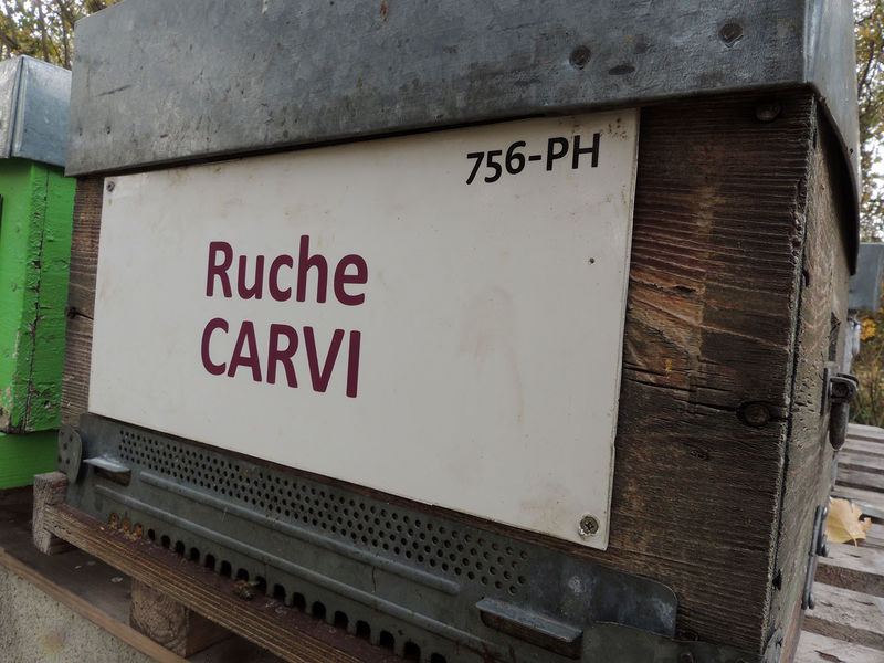La ruche Carvi