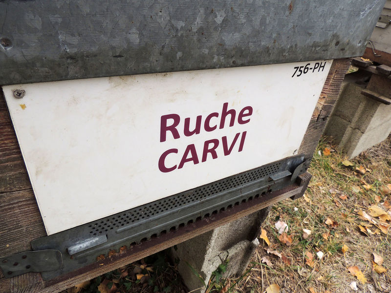 La ruche Carvi