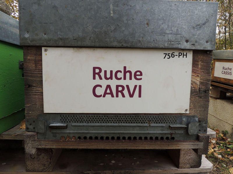 La ruche Carvi