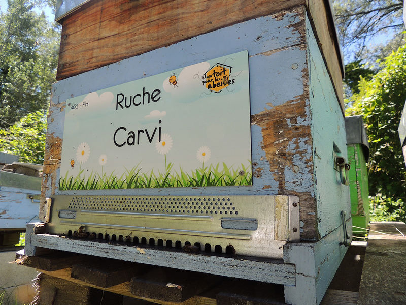 La ruche Carvi