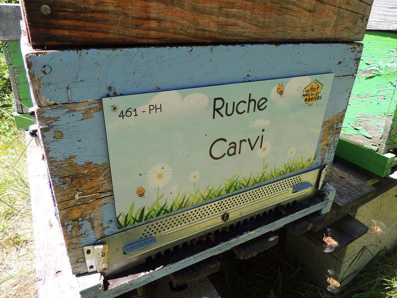 La ruche Carvi