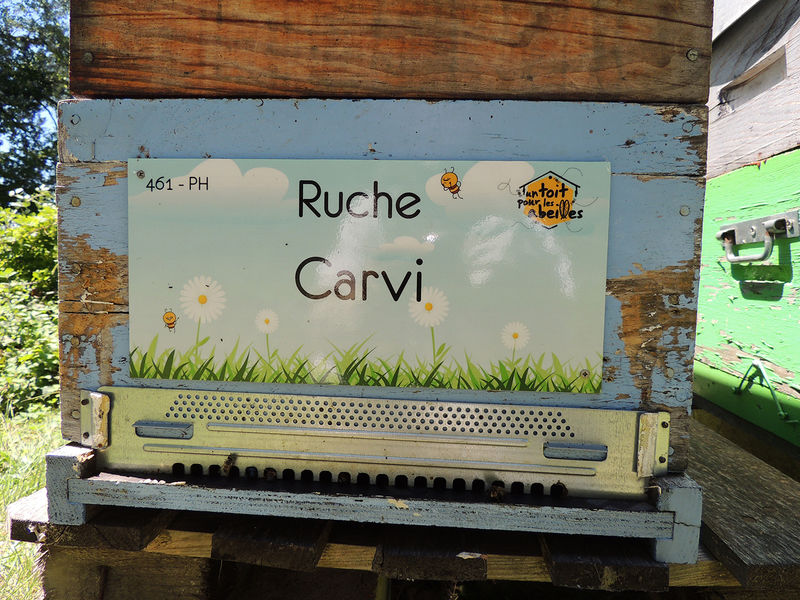 La ruche Carvi