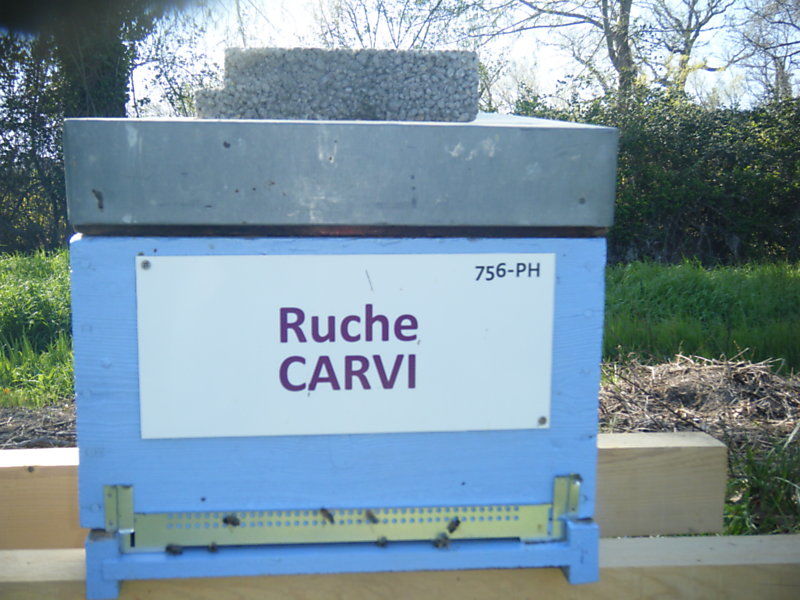 La ruche Carvi