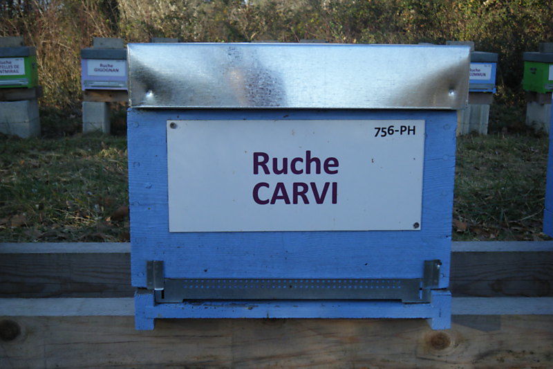 La ruche Carvi