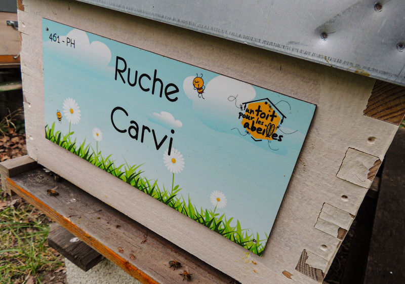 La ruche Carvi