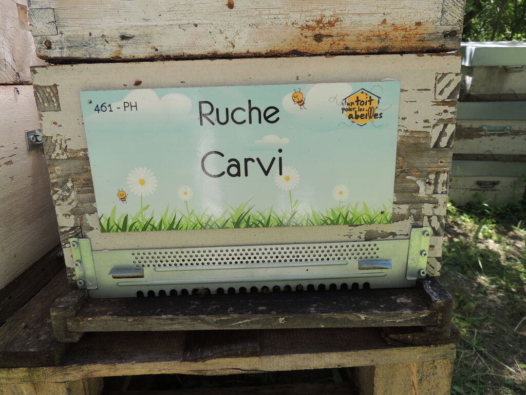 La ruche Carvi