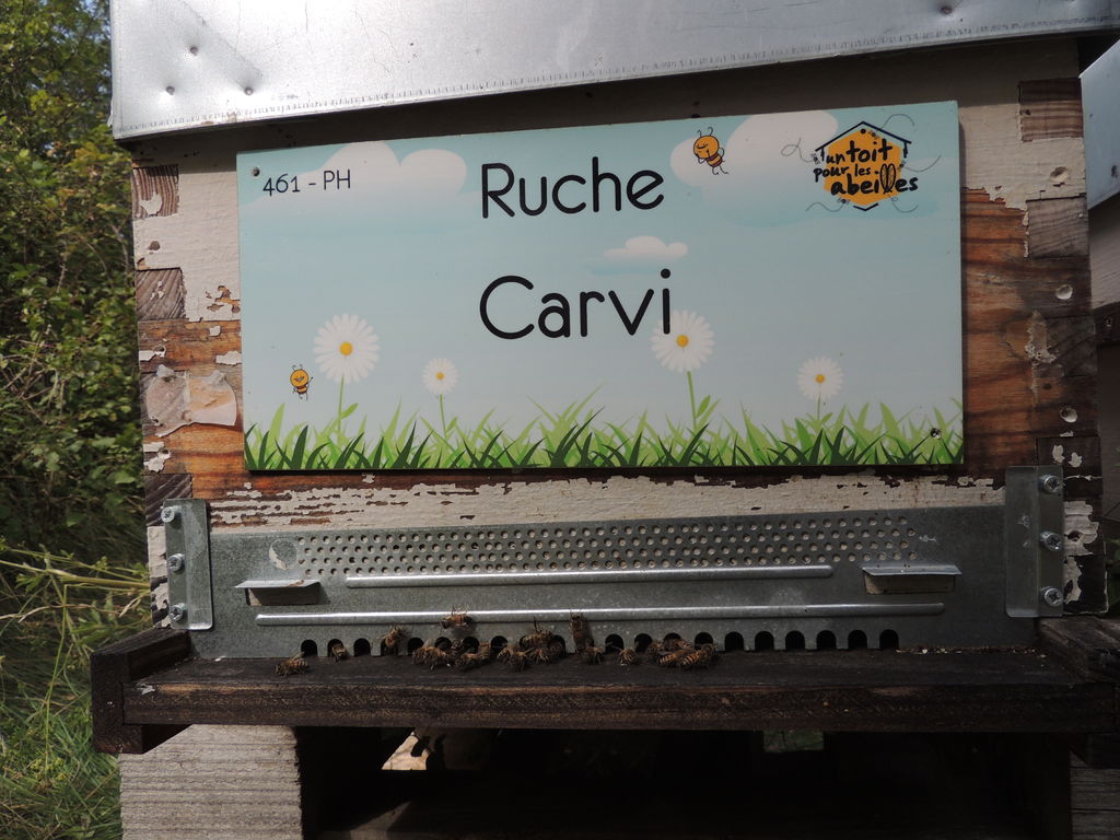 La ruche Carvi