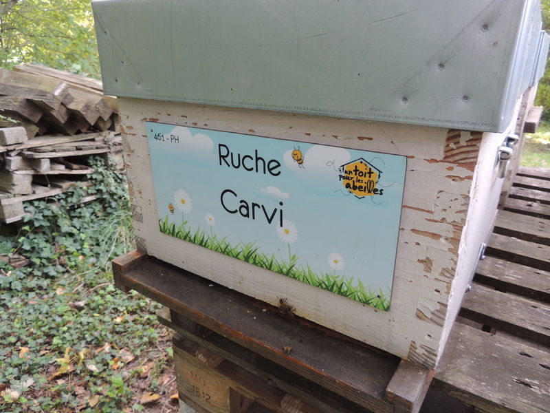 La ruche Carvi