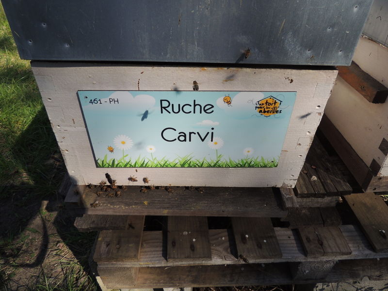 La ruche Carvi