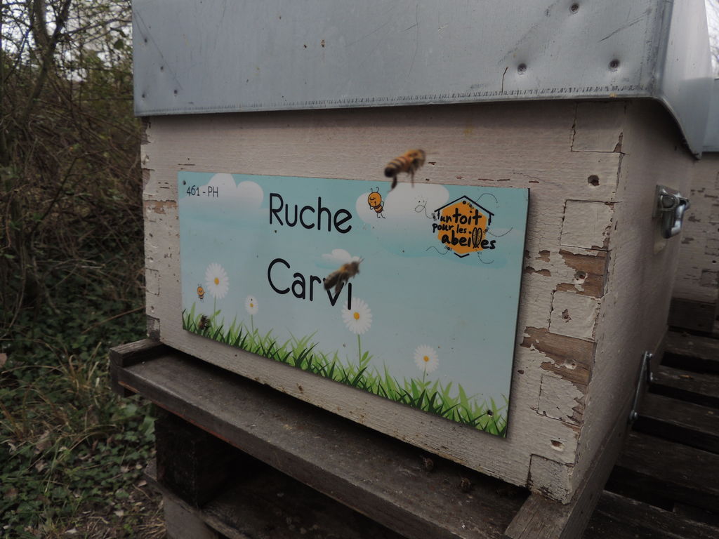 La ruche Carvi