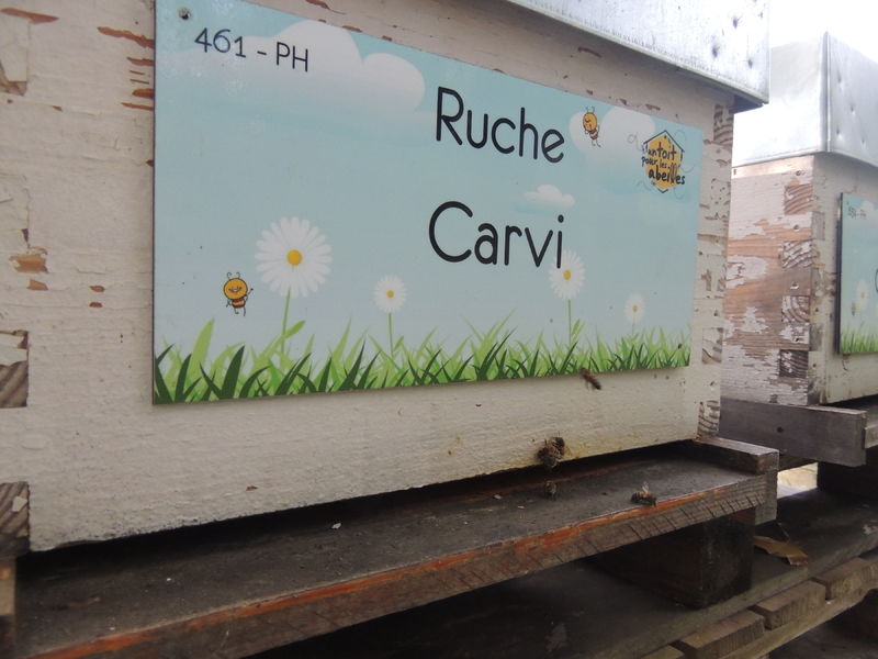 La ruche Carvi