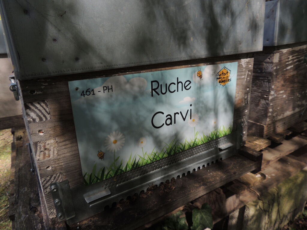 La ruche Carvi