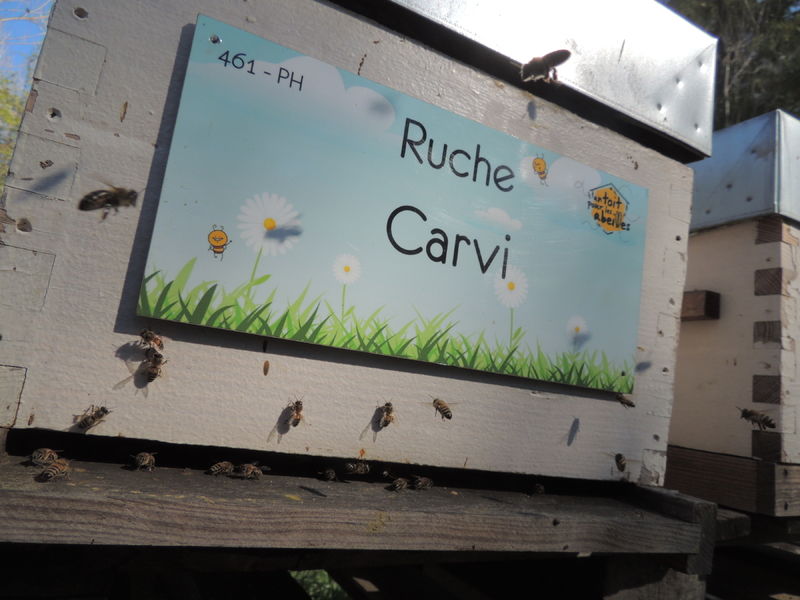 La ruche Carvi