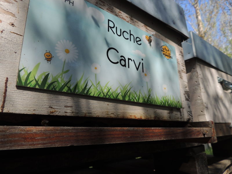 La ruche Carvi