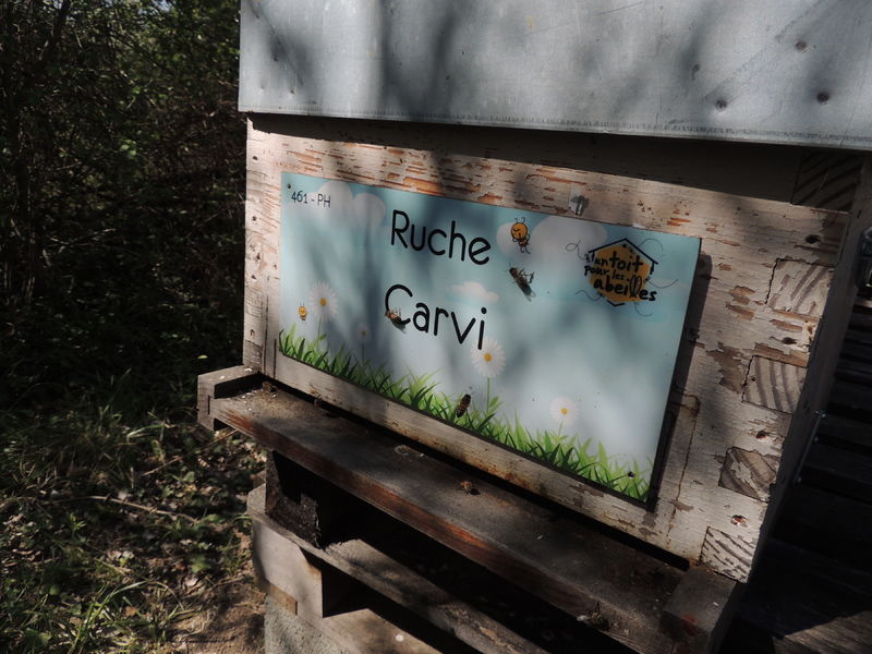 La ruche Carvi