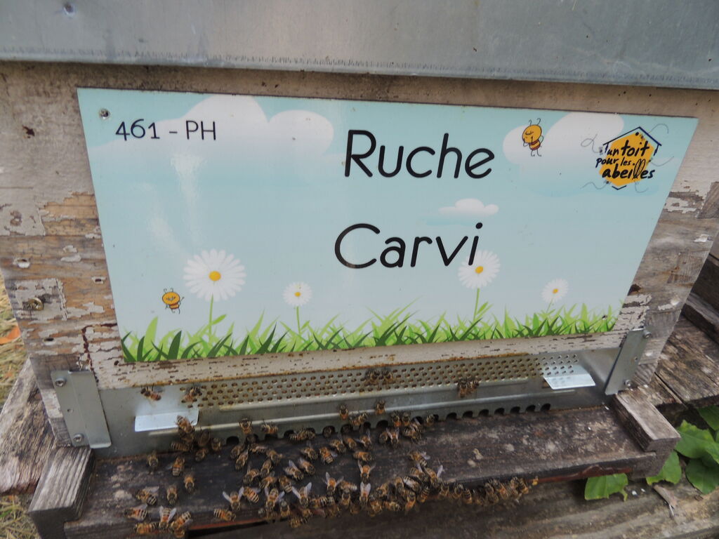 La ruche Carvi