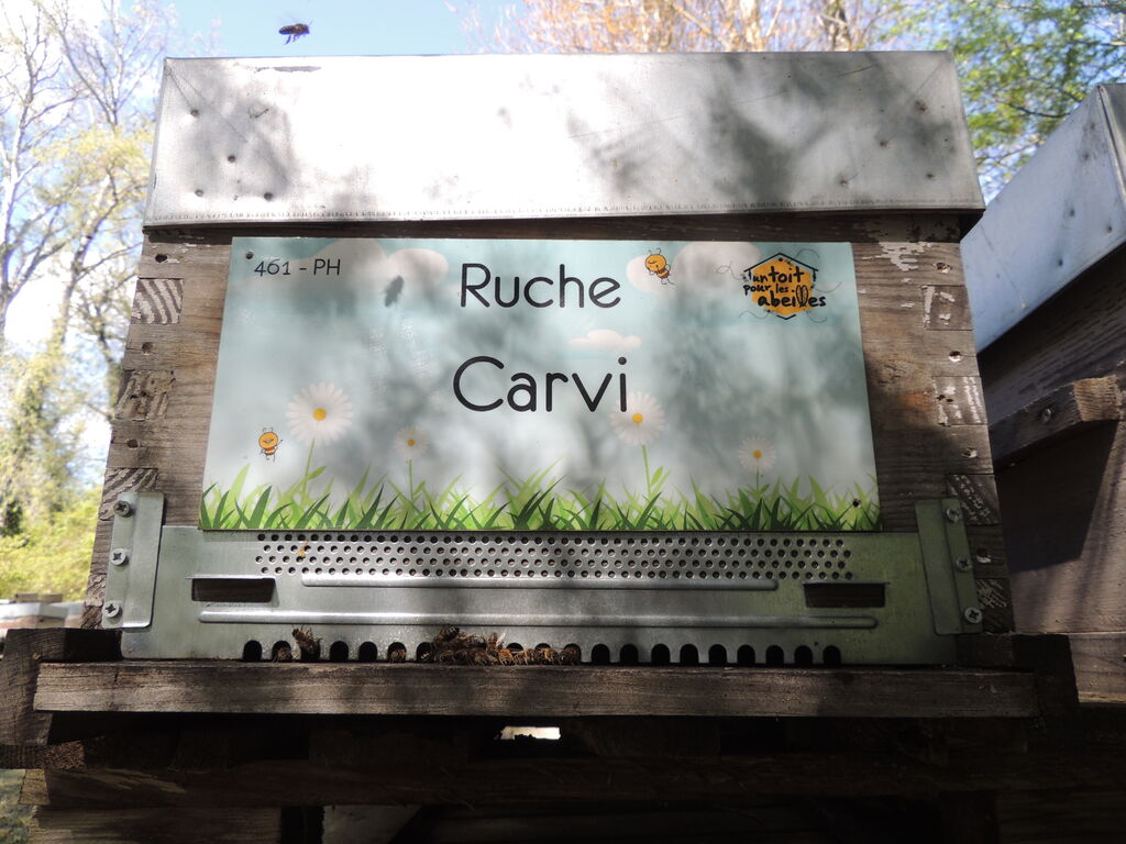 La ruche Carvi