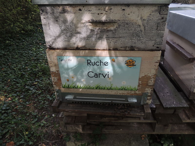La ruche Carvi