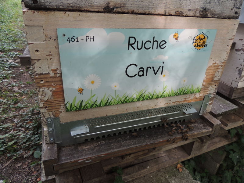 La ruche Carvi