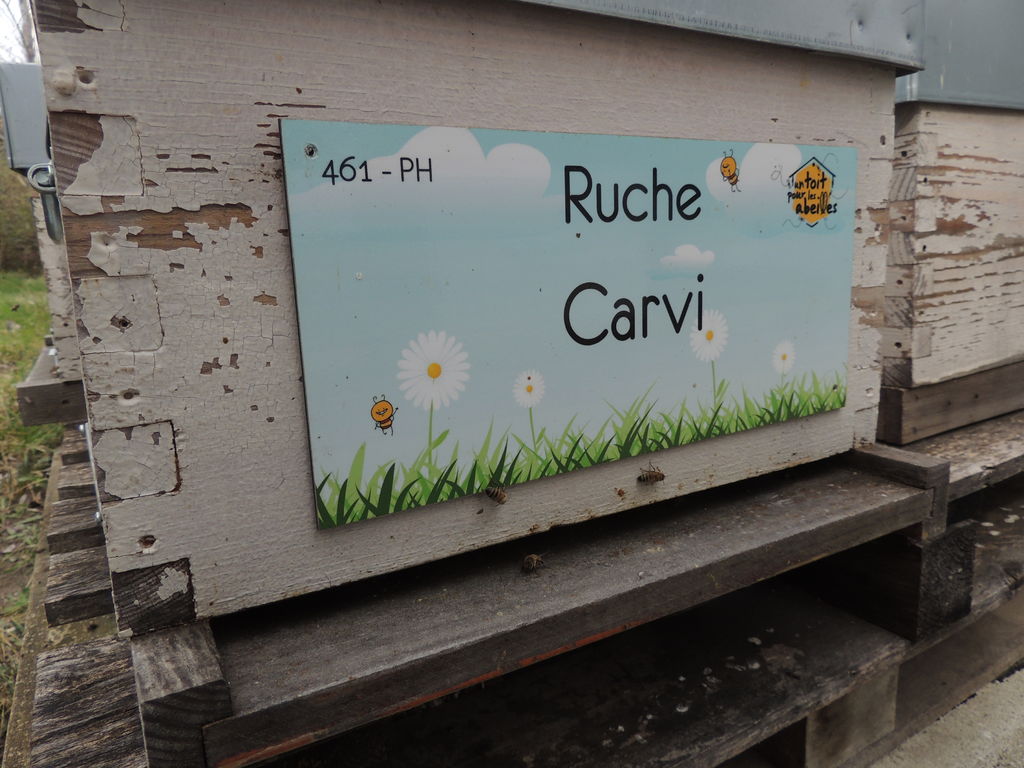 La ruche Carvi
