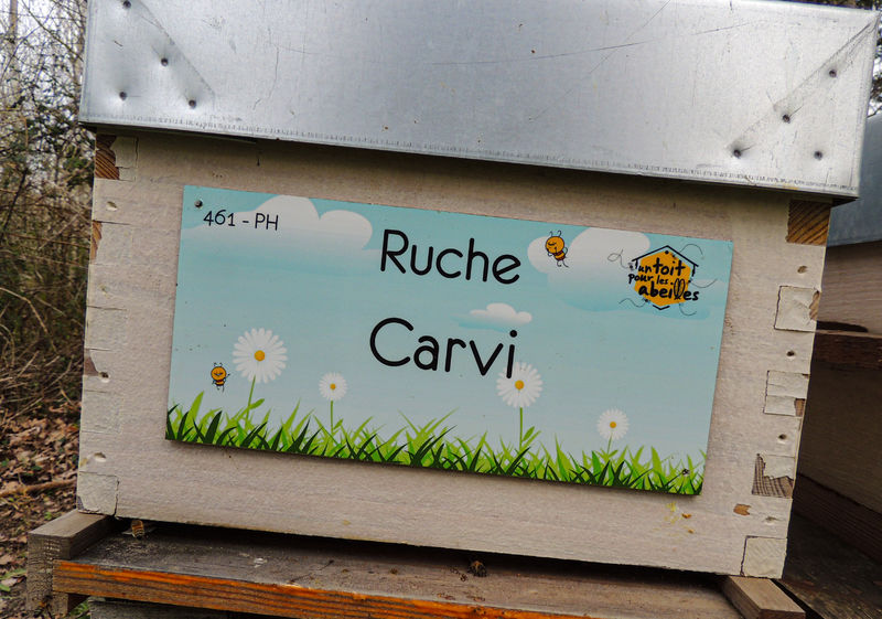 La ruche Carvi
