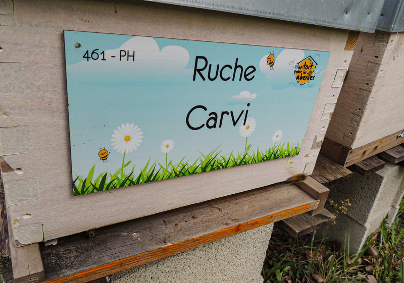 La ruche Carvi