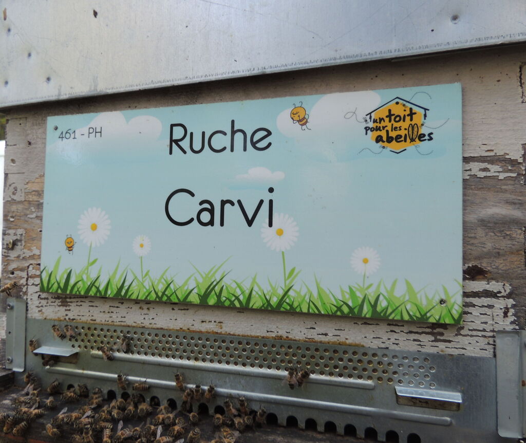 La ruche Carvi
