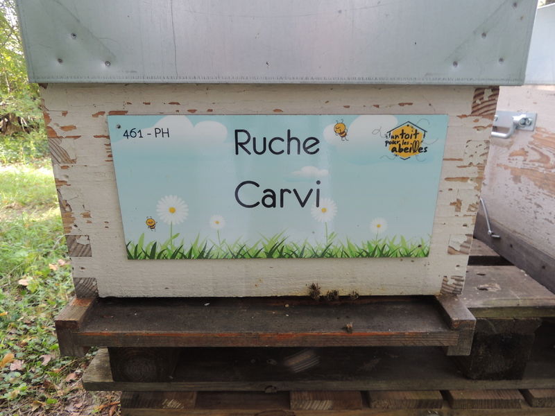 La ruche Carvi