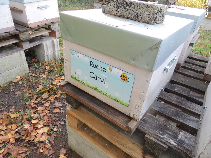 La ruche Carvi