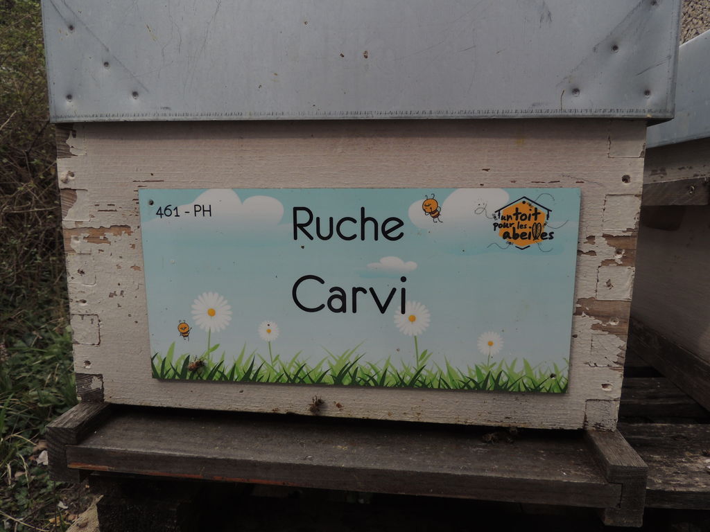 La ruche Carvi