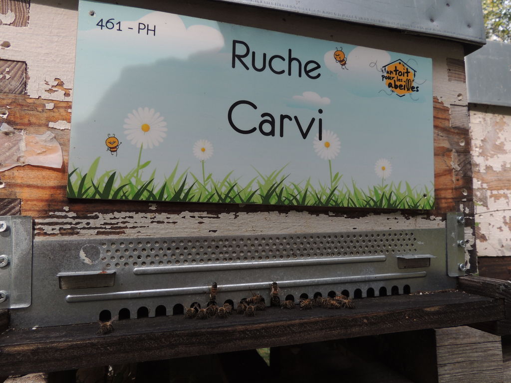 La ruche Carvi