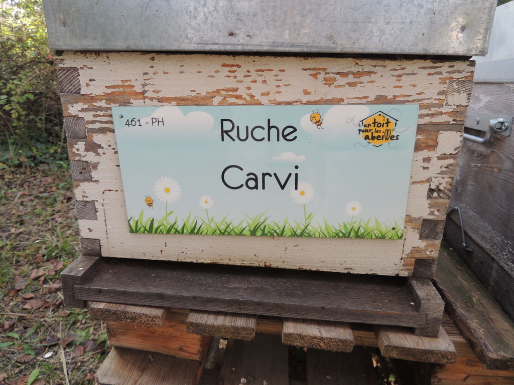 La ruche Carvi
