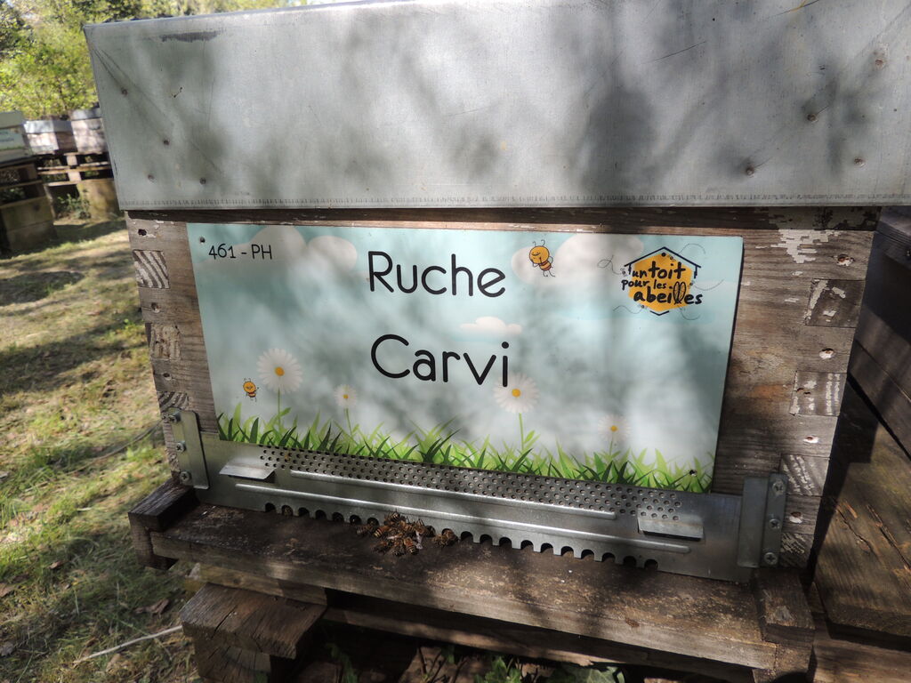 La ruche Carvi
