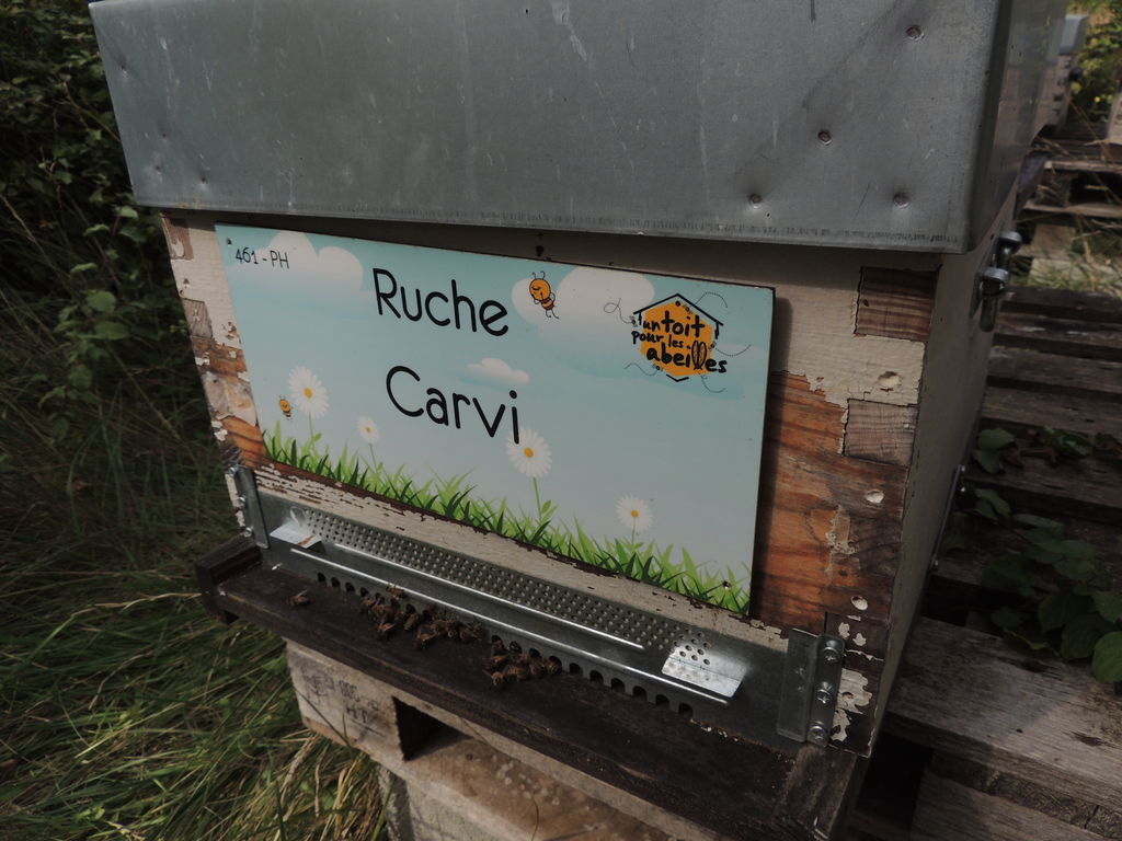La ruche Carvi
