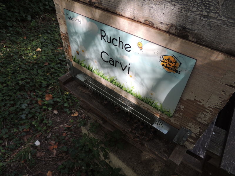La ruche Carvi