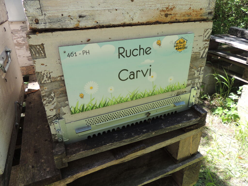 La ruche Carvi
