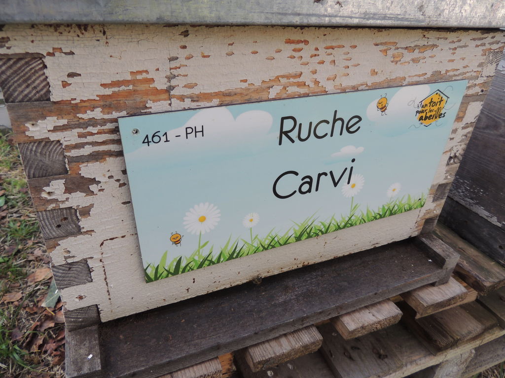La ruche Carvi